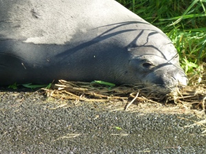 Monk Seal Sunning